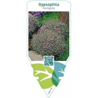 Gypsophila fastigiata  pink