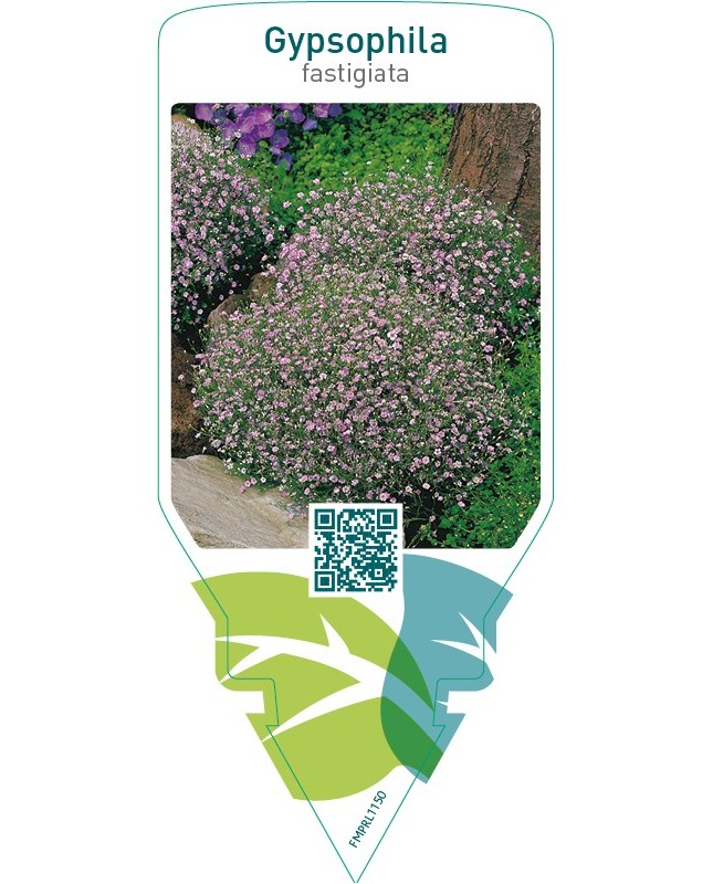 Gypsophila fastigiata  pink