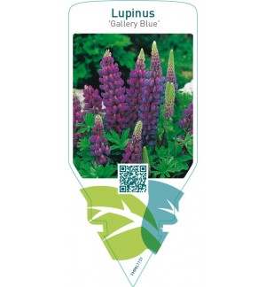 Lupinus ‘Gallery Blue’  blue