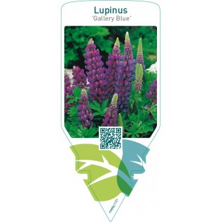 Lupinus ‘Gallery Blue’  blue