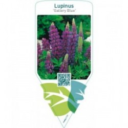 Lupinus ‘Gallery Blue’  blue