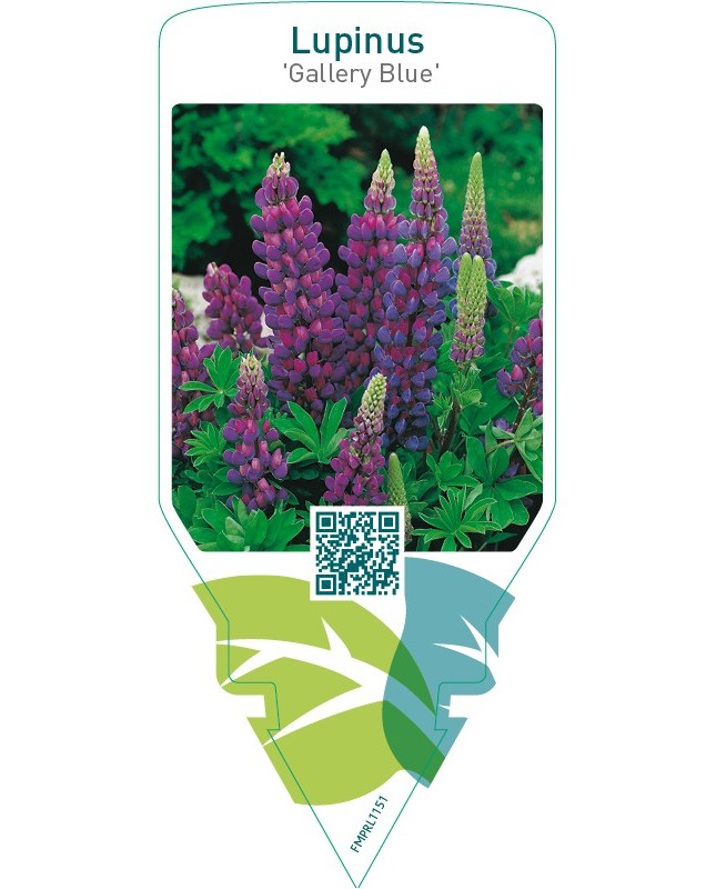 Lupinus ‘Gallery Blue’  blue