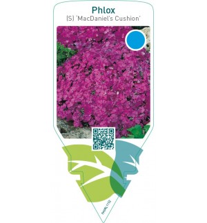 Phlox (S) ‘MacDaniel’s Cushion’