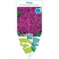 Phlox (S) ‘MacDaniel’s Cushion’