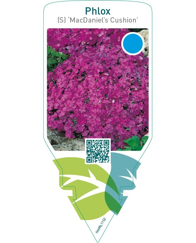 Phlox (S) ‘MacDaniel’s Cushion’