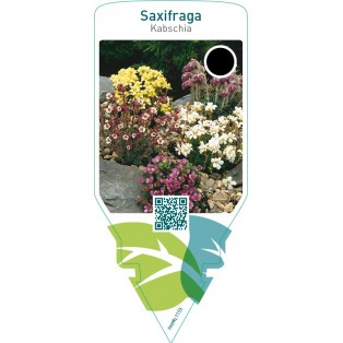 Saxifraga (Kabschia)