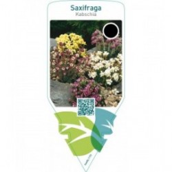 Saxifraga (Kabschia)