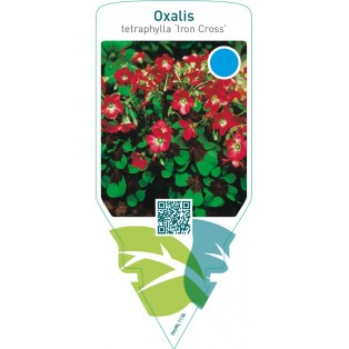 Oxalis tetraphylla ‘Iron Cross’