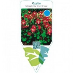 Oxalis tetraphylla ‘Iron Cross’
