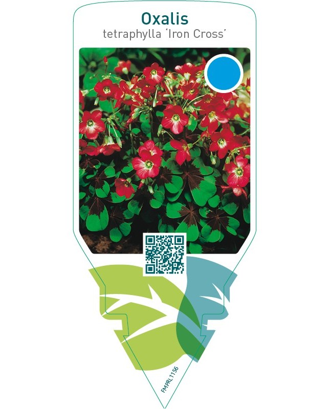 Oxalis tetraphylla ‘Iron Cross’