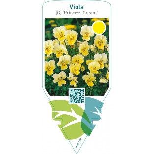 Viola (C) ‘Princess Cream’