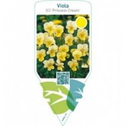 Viola (C) ‘Princess Cream’