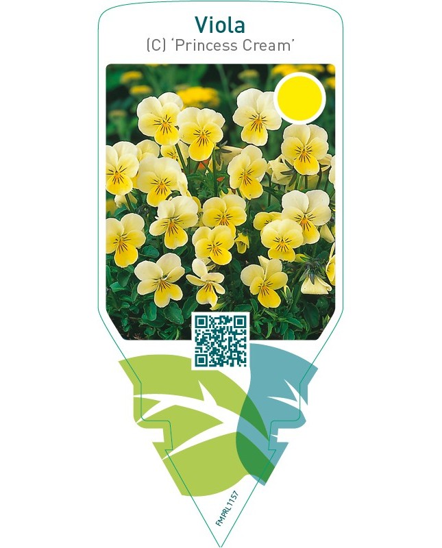 Viola (C) ‘Princess Cream’