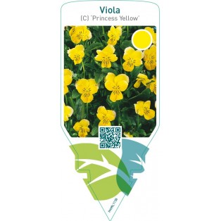 Viola (C) ‘Princess Yellow’