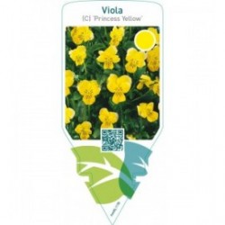 Viola (C) ‘Princess Yellow’