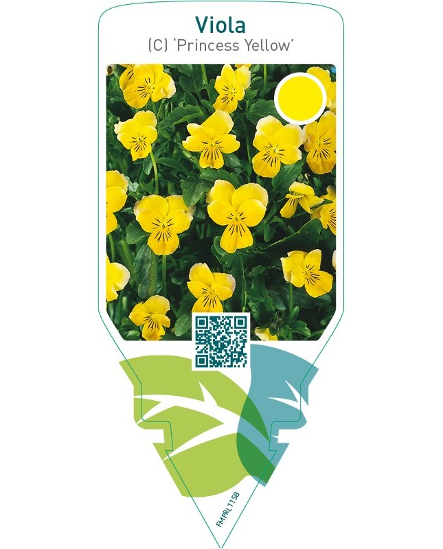 Viola (C) ‘Princess Yellow’