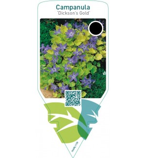 Campanula ‘Dickson’s Gold’