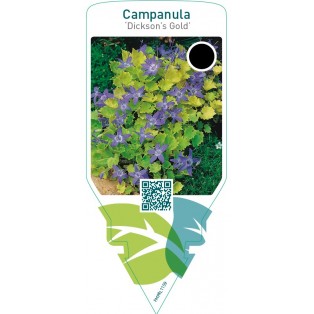 Campanula ‘Dickson’s Gold’