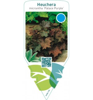 Heuchera micrantha ‘Palace Purple’