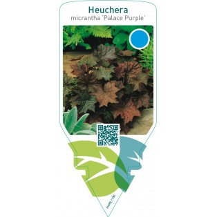 Heuchera micrantha ‘Palace Purple’