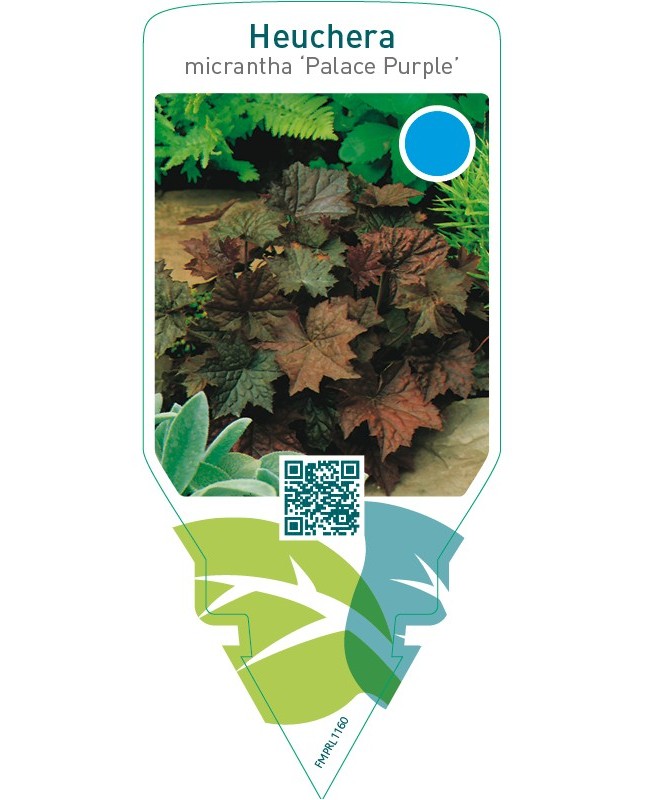 Heuchera micrantha ‘Palace Purple’