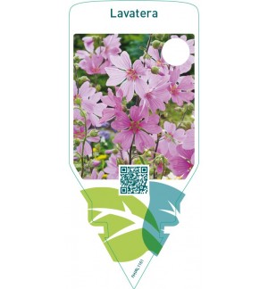 Lavatera