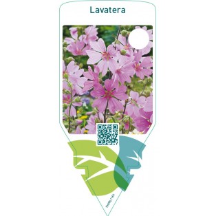Lavatera