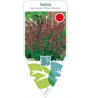 Salvia nemorosa ‘Rose Queen’