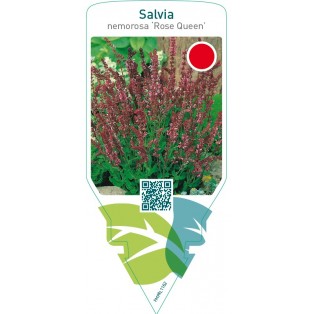 Salvia nemorosa ‘Rose Queen’