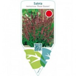 Salvia nemorosa ‘Rose Queen’