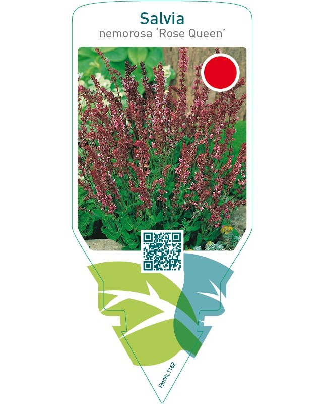 Salvia nemorosa ‘Rose Queen’