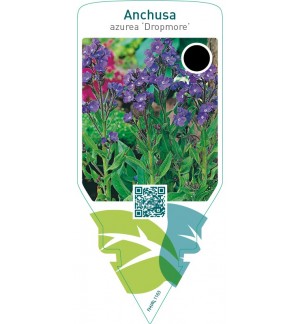 Anchusa azurea ‘Dropmore’