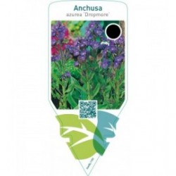 Anchusa azurea ‘Dropmore’
