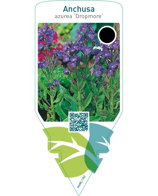 Anchusa azurea ‘Dropmore’