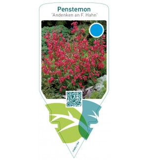 Penstemon ‘Garnet’