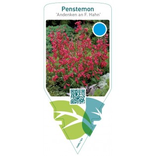 Penstemon ‘Garnet’