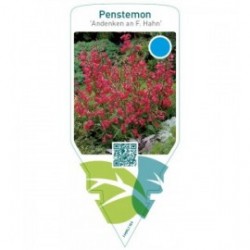 Penstemon ‘Garnet’