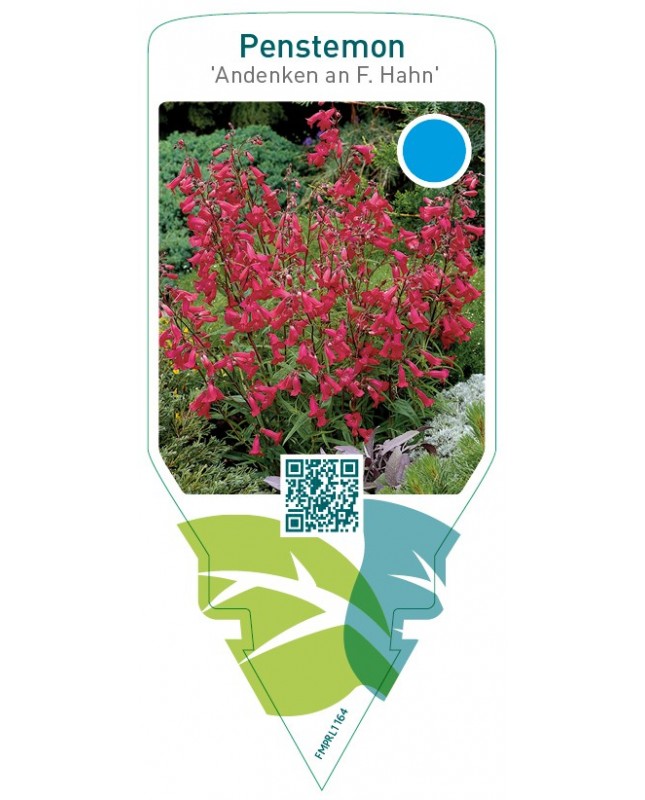 Penstemon ‘Garnet’