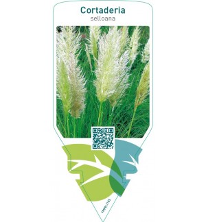 Cortaderia selloana