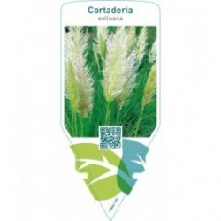 Cortaderia selloana