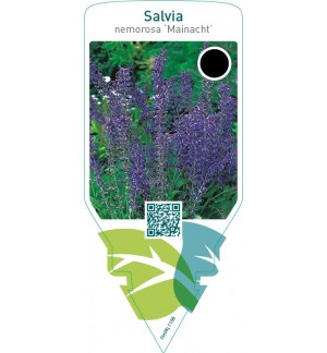 Salvia nemorosa ‘Mainacht’