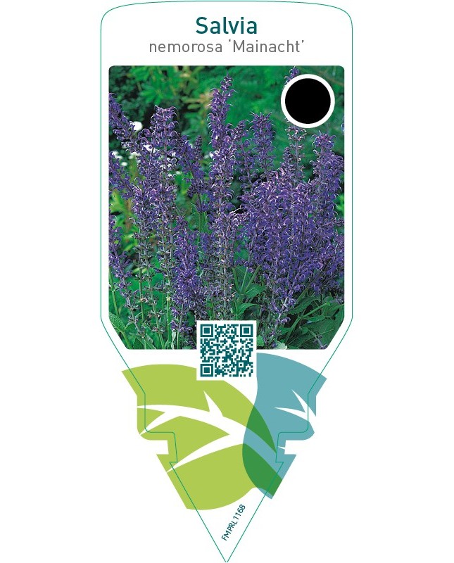 Salvia nemorosa ‘Mainacht’