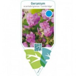 Geranium cantabrigiense ‘Cambridge’