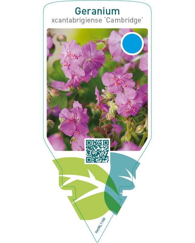 Geranium cantabrigiense ‘Cambridge’