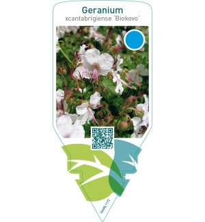 Geranium cantabrigiense ‘Biokovo’