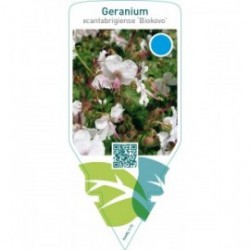 Geranium cantabrigiense ‘Biokovo’