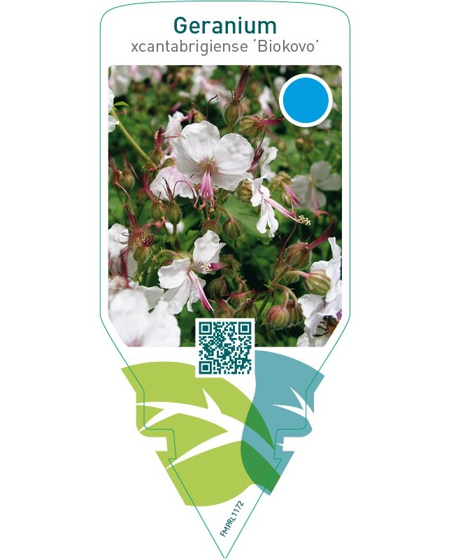 Geranium cantabrigiense ‘Biokovo’