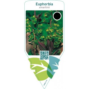 Euphorbia martinii