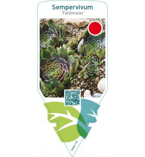 Sempervivum ‘Feldmaier’