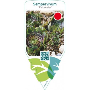 Sempervivum ‘Feldmaier’